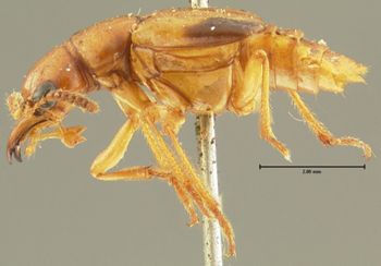 Media type: image; Entomology 34613   Aspect: habitus lateral view